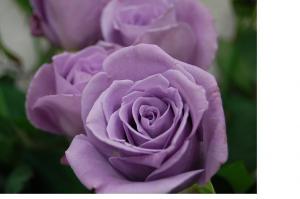 サントリーの青いバラ入荷！！|「花一」　（愛知県豊橋市の花屋）のブログ